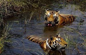 rajaji national park